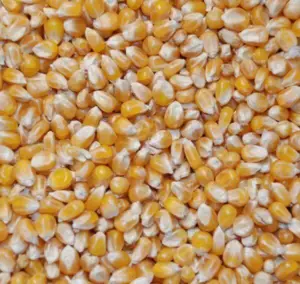 majs (sorterad) i 15KG i säck