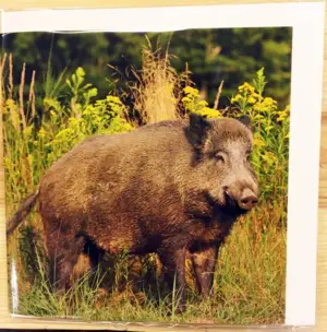 Till- och frånkort med viltmotiv och ljud (Vildsvin)