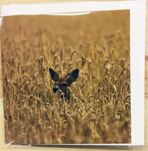 Till- och frånkort med viltmotiv och ljud (Rådjur)