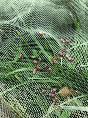 Insect Stop, Viltpåse 190x100 cm