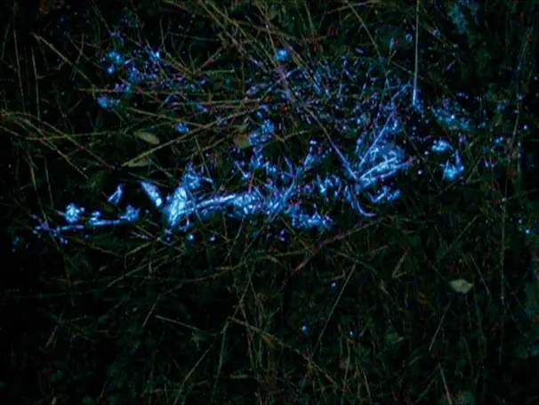 BLUESTAR® blodspårning