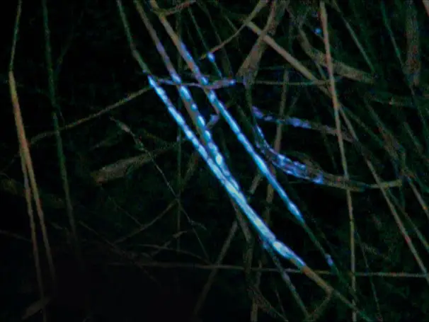 BLUESTAR® blodspårning