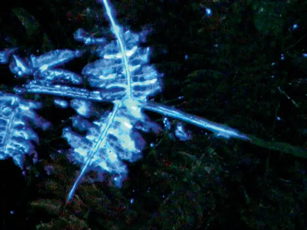 BLUESTAR® blodspårning