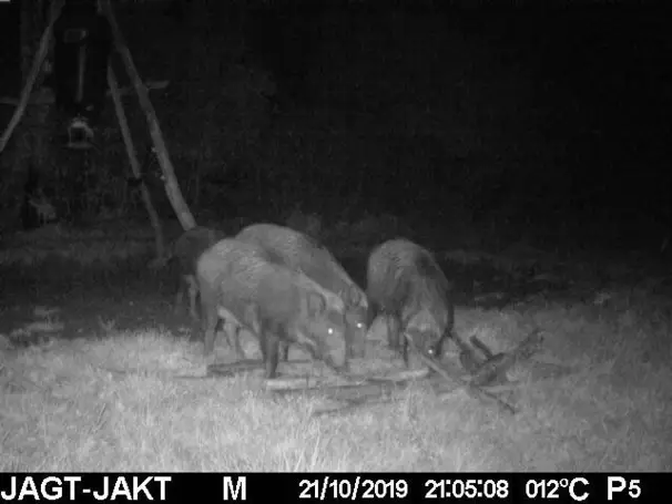 majsbomb för vildsvin