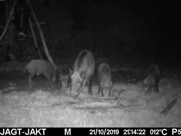 lockmedel för vildsvin