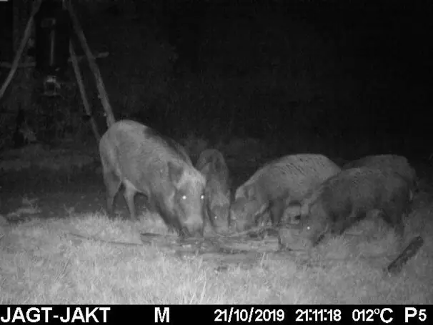 lockmedel för vildsvin