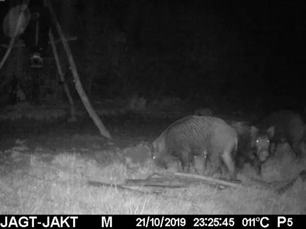 majsbomb för vildsvin