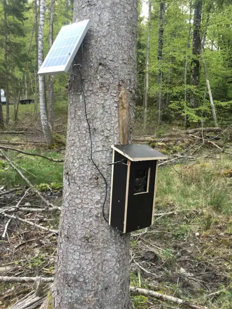 Viltkamerahus i trä