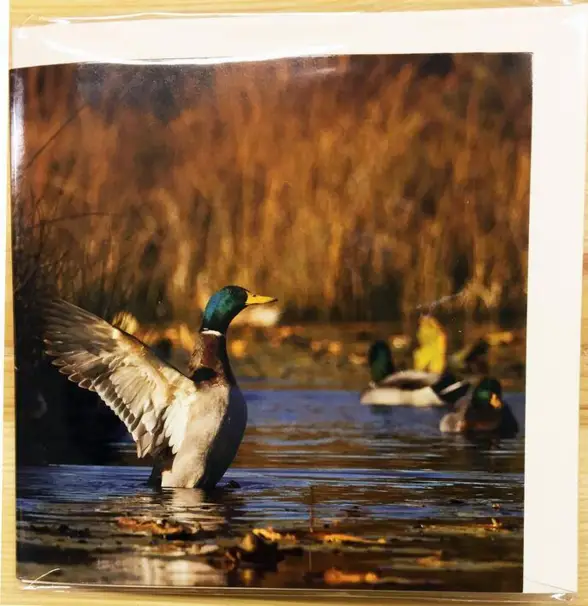 Till- och frånkort med viltmotiv och ljud (Anka)