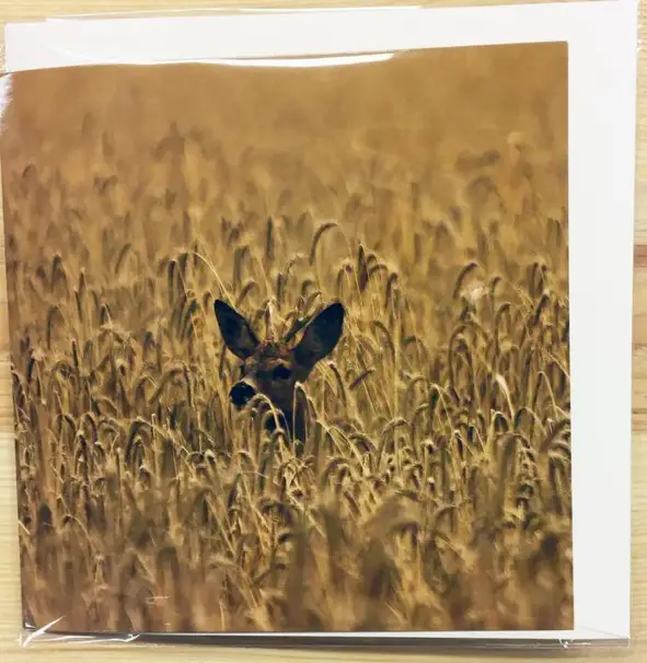 Till- och frånkort med viltmotiv och ljud (Rådjur)