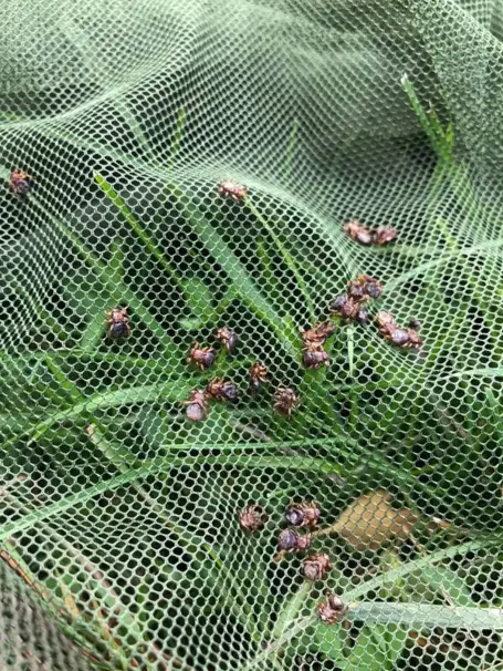 Insect Stop, Viltpåse 190x100 cm