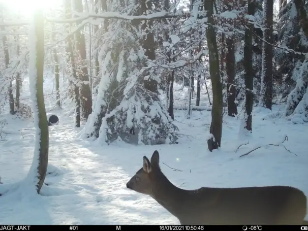 Spromise S378 4G viltkamera med mms/mejl/video