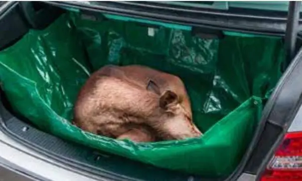 Viltpåse till bilen