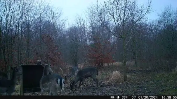 HIKMICRO - M15 4G App Viltkamera