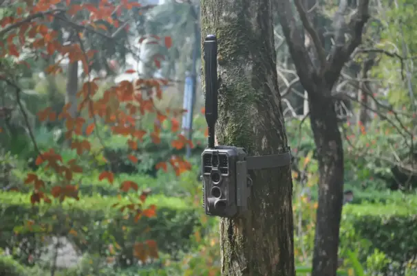 Black X50 viltkamera - bilder och videor till din telefon