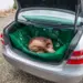 Viltpåse till bilen