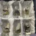 snapsglas med viltmotiv - 6 glas