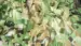 Camouflage net