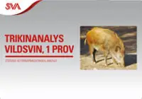 Trikinprov